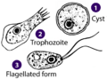 Naegleria (formes)