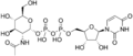 UDP-N-acetylglucosamine