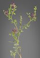 Fumaria officinalis plant habit