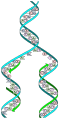 Diagram of DNA replication