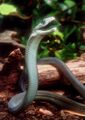 Epidemiology of snakebites