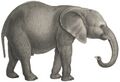 Historical illustration of an African elephant