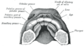 Intermaxillary_segment