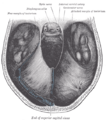 Gray's Anatomy illustration of the tentorium