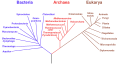 Phylogenetic tree