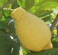 Sweet lemon