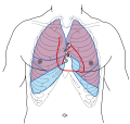 Pulmonary valve