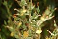 Image of Lactuca virosa plant with latex bleeding from a cut stem.