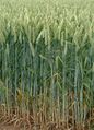 Wheat field