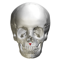 Anterior view of anterior nasal spine of maxilla