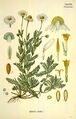 Chamaemelum nobile