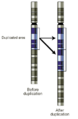 Gene duplication