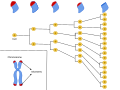 Hayflick Limit