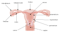 Diagram of the cervix