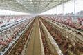 Poultry_farming