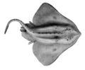 Amblyraja hyperborea