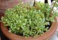 Portulacaceae