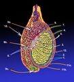 Testicle Revised