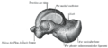 Talus bone