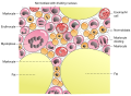 Cells in bone marrow