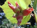 Hazelnuts