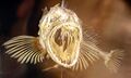Lingcod skeleton