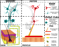 Nervous system organization