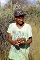 San man collecting Devil's claw in Namibia