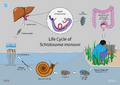 Schistosomiasis illustration