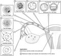 Preembryonic development