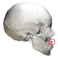 Lateral view of anterior nasal spine of maxilla