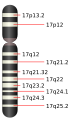 Chromosome 17