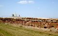 Cattle in a feedlot