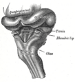 Rhomboid fossa