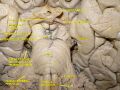 Trigeminal nerve in cross-section