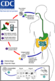 Cyclospora life cycle