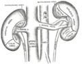 Diagram of the suprarenal veins and surrounding structures