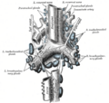 Vagus nerve and the stomach.