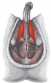 Ischiocavernosus muscle in male