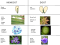 Monocot vs Dicot