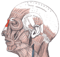 Procerus muscle diagram
