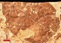 Viburnum lesquereuxii fossil