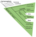 Paraphyly