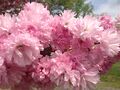 Flowering cherry along a roadway