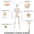 Classification of bones