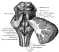 Dentate nucleus