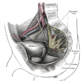 Pelvic cavity