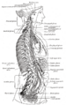 Celiac plexus