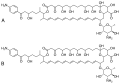 Hachimycin