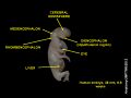 Human embryo at 8 weeks